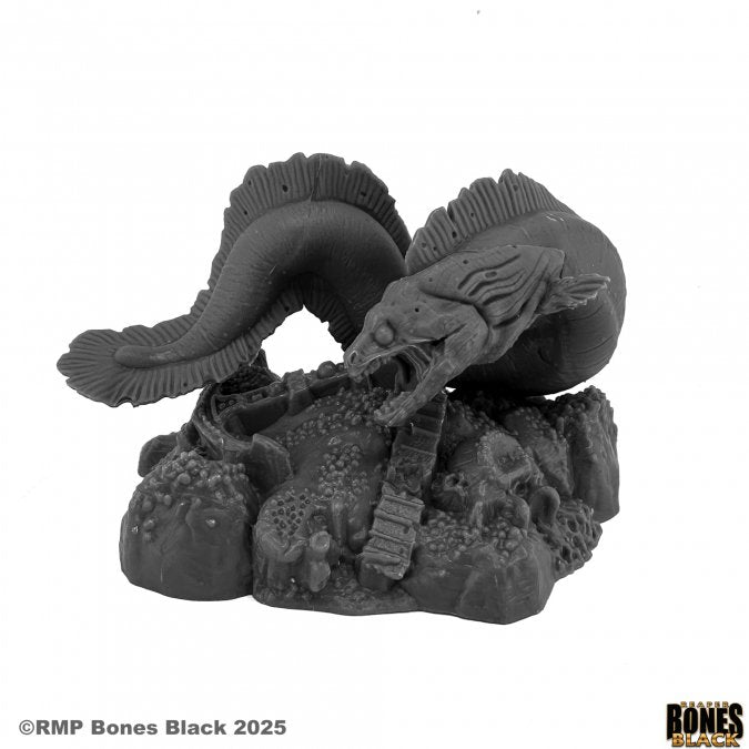 Bones Black: Giant Moray Eel